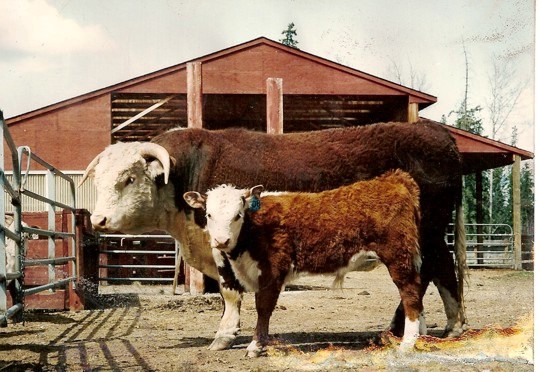 "Buddy" and his real Dad, LCI Royal Red 83A