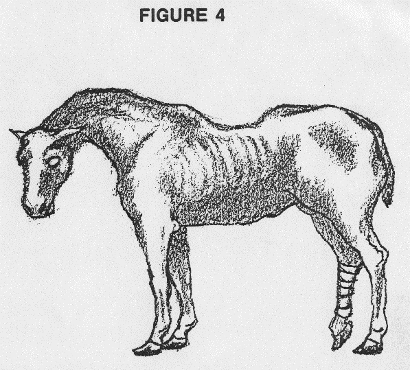 Horse 2